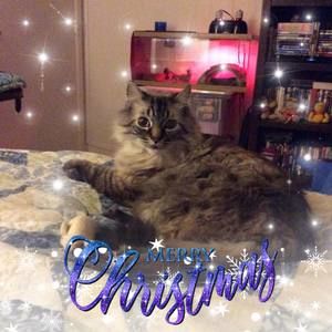 Meet your Posher, Wendy